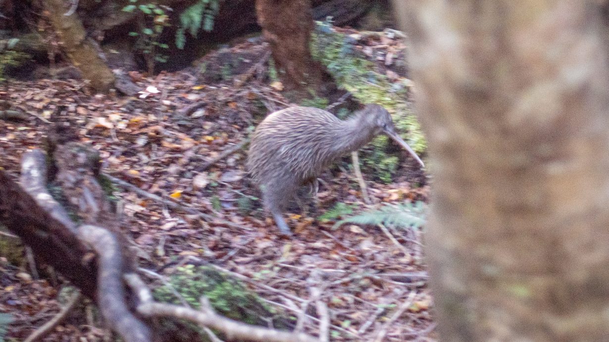 Hele, kiwi