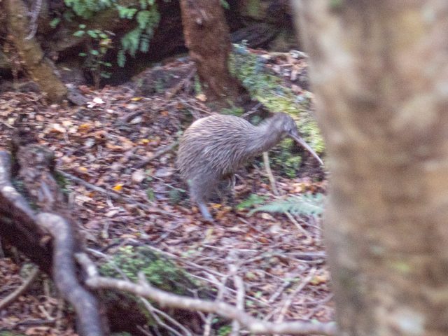 Hele, kiwi!