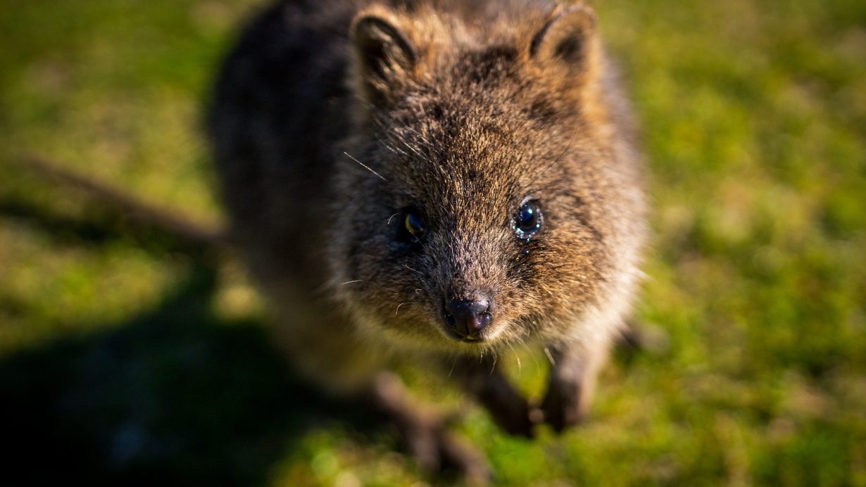 Quokka