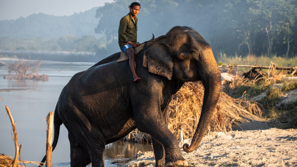Šakalí léta